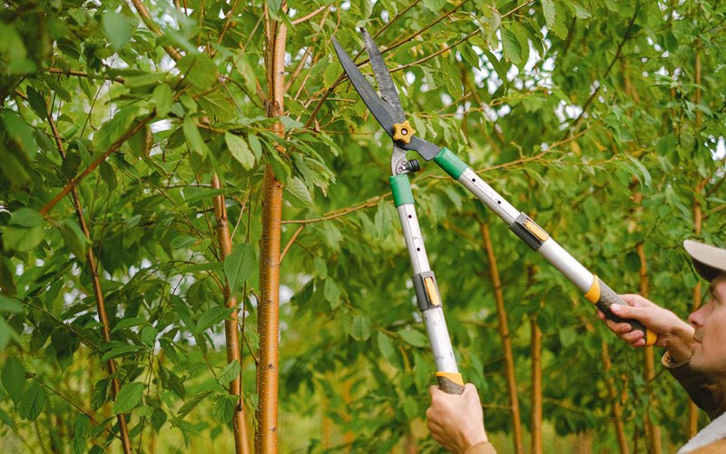 Tree trimming in Lacrosse, WA